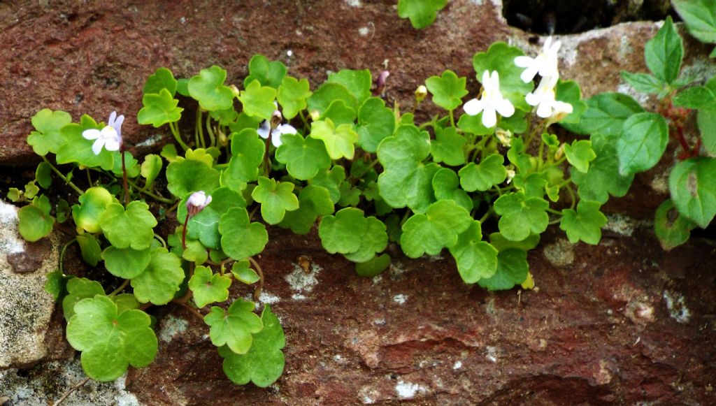 Cymbalaria muralis (Lamiales - Plantaginaceae)