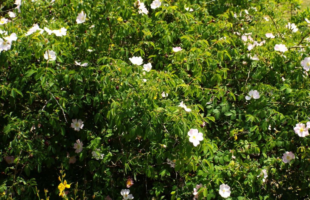 Rosa da identificare: Rosa sp. (mancano elementi per andare oltre)