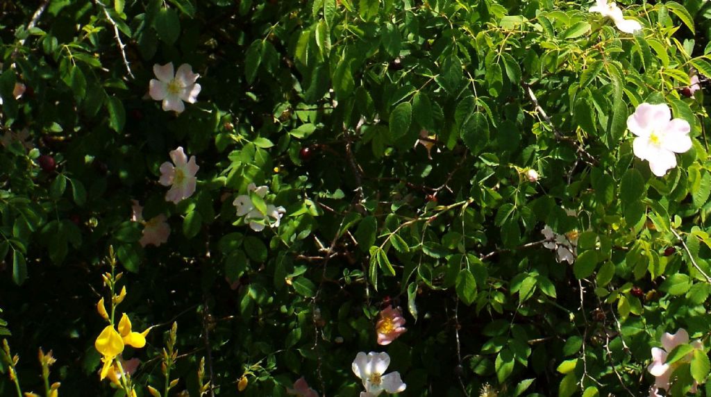 Rosa da identificare: Rosa sp. (mancano elementi per andare oltre)