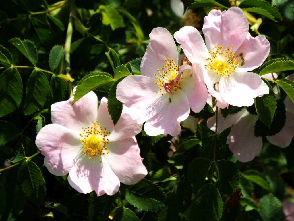 Rosa da identificare: Rosa sp. (mancano elementi per andare oltre)