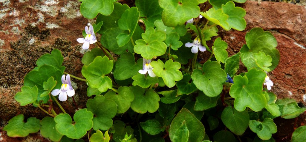 Cymbalaria muralis (Lamiales - Plantaginaceae)