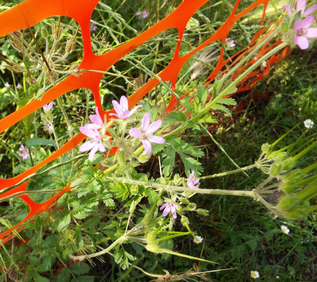 Quale Geranium ?  No, Erodium moschatum (Geraniaceae)