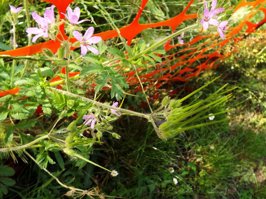 Quale Geranium ?  No, Erodium moschatum (Geraniaceae)