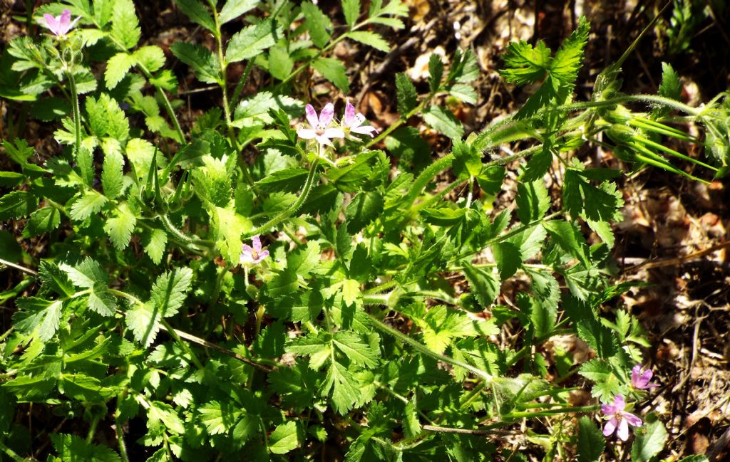 Quale Geranium ?  No, Erodium moschatum (Geraniaceae)