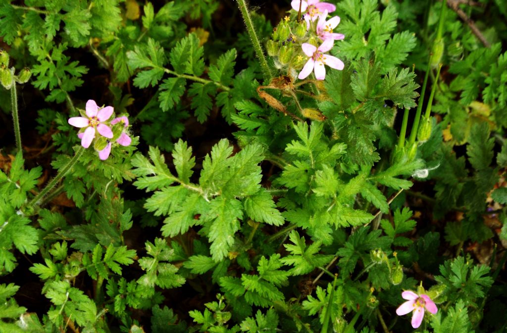 Quale Geranium ?  No, Erodium moschatum (Geraniaceae)