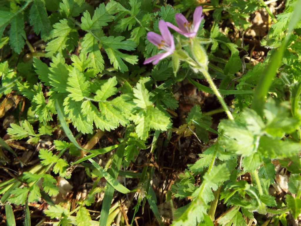 Quale Geranium ?  No, Erodium moschatum (Geraniaceae)
