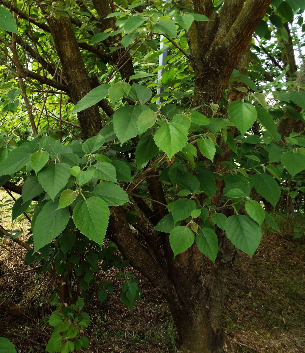 Broussonetia papyrifera / Gelso da carta