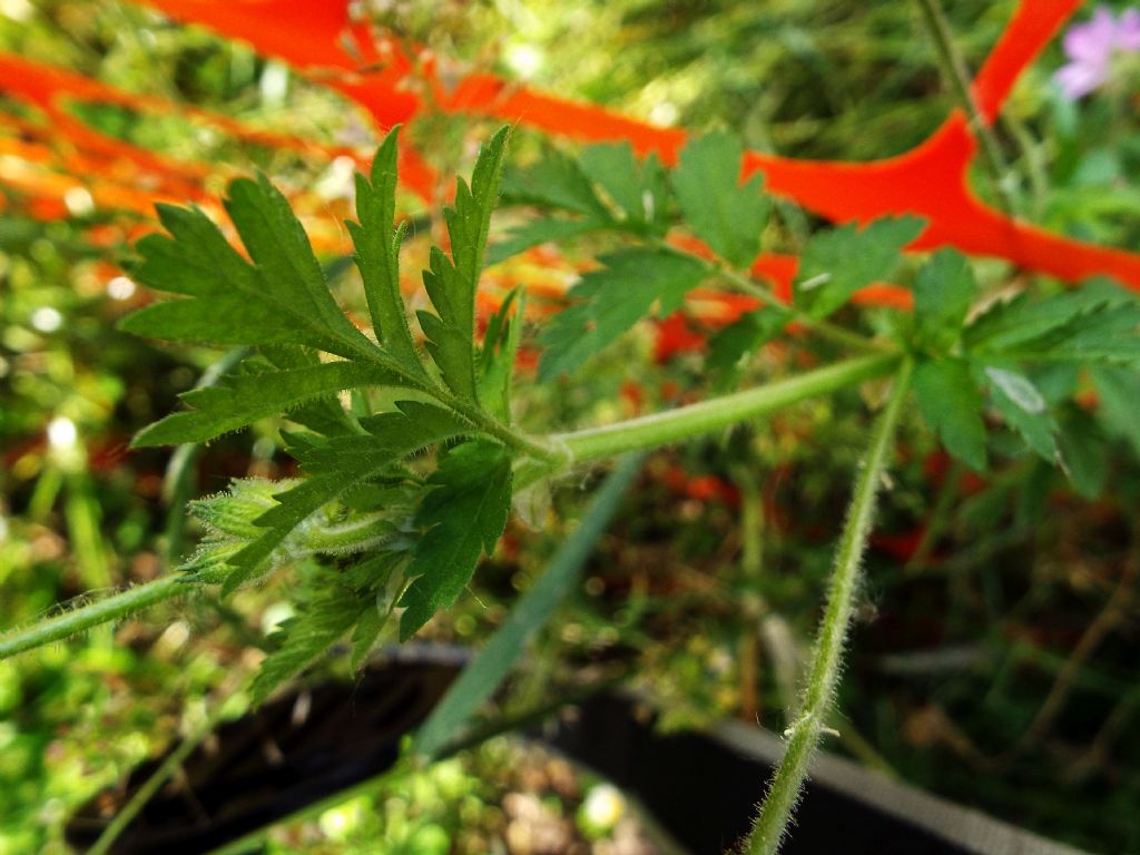 Quale Geranium ?  No, Erodium moschatum (Geraniaceae)