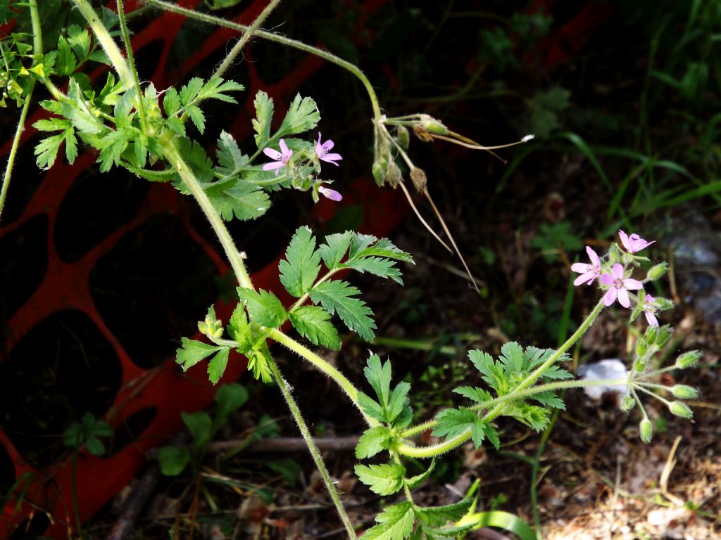Quale Geranium ?  No, Erodium moschatum (Geraniaceae)