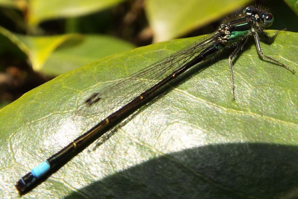 Ischnura elegans, maschio  (Coenagrionidae)