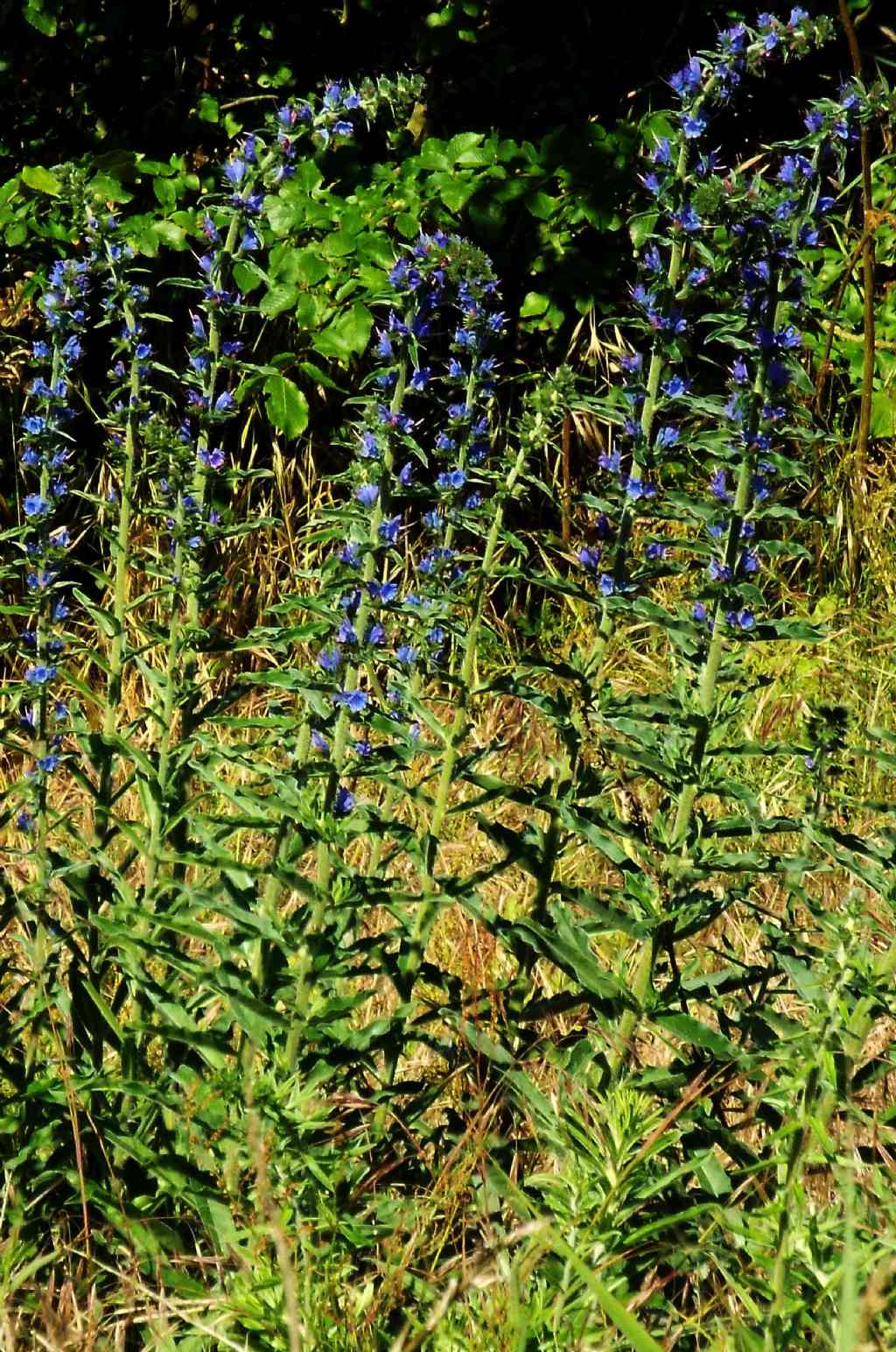 Echium vulgare  (Boraginaceae)