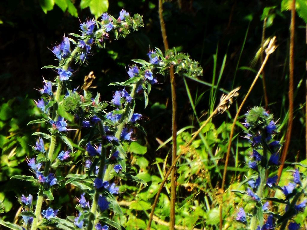 Echium vulgare  (Boraginaceae)
