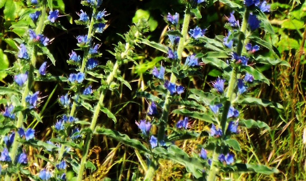 Echium vulgare  (Boraginaceae)