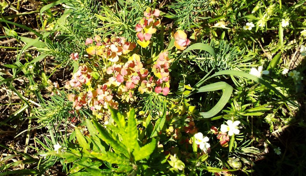 Euphorbia cyparissias / Euforbia cipressina
