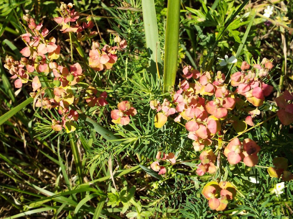 Euphorbia cyparissias / Euforbia cipressina