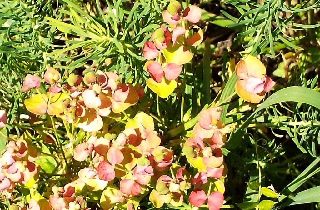 Euphorbia cyparissias / Euforbia cipressina