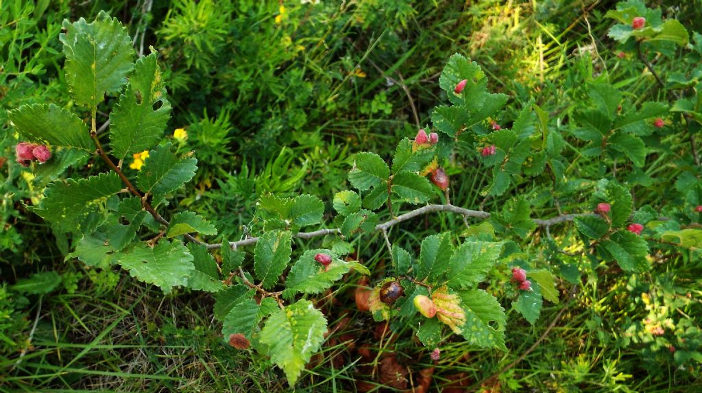 Galle su olmo: Eriosoma lanuginosum e Tetraneura ulmi (Aphididae)