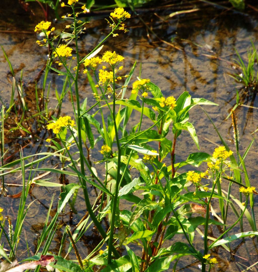 Rorippa amphibia / Crescione anfibio