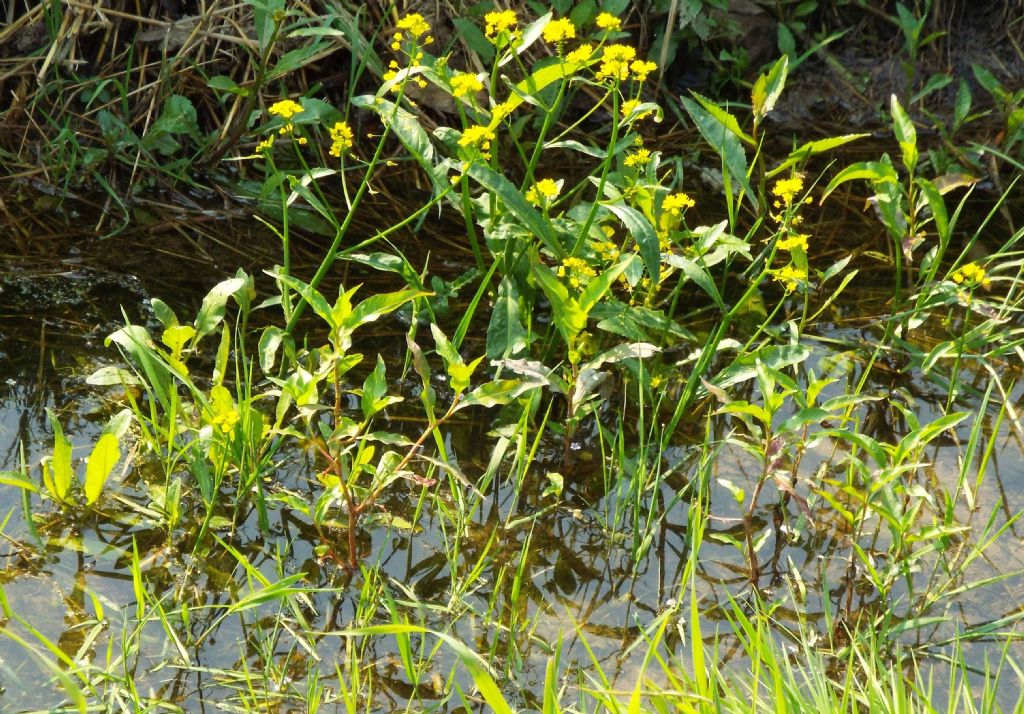 Rorippa amphibia / Crescione anfibio