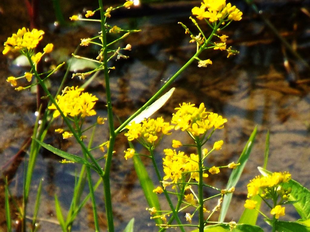 Rorippa amphibia / Crescione anfibio