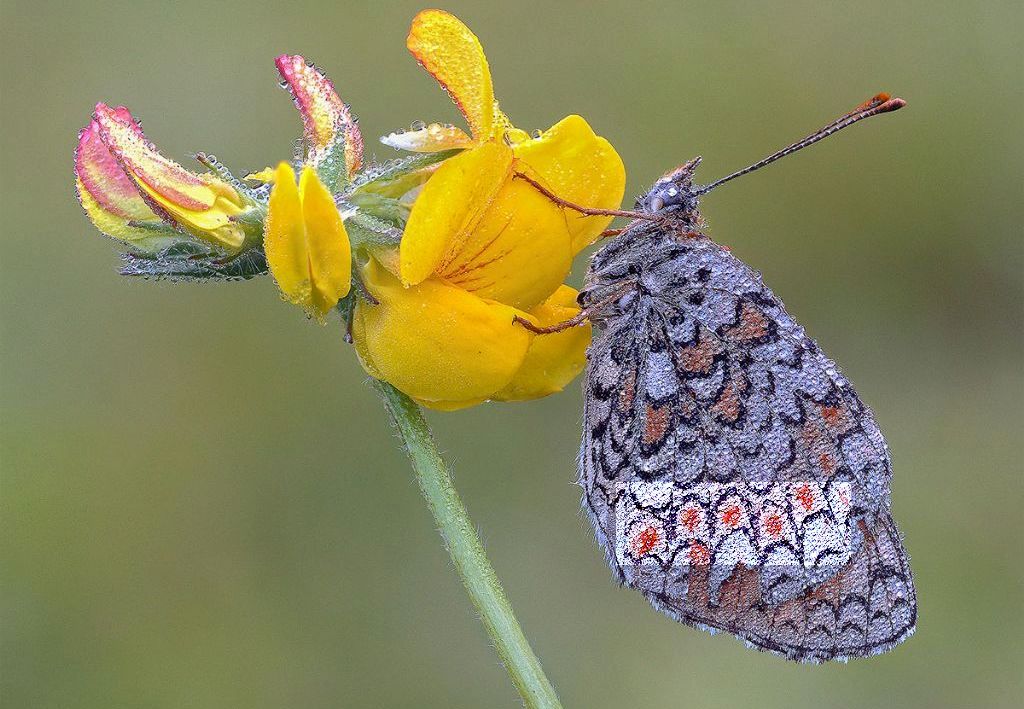 Che farfalla ?  Melitaea phoebe  (Nymphalidae)