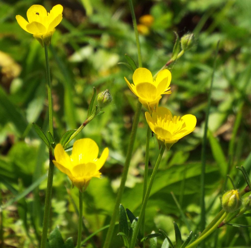 Ranunculus bulbosus (Ranunculaceae)