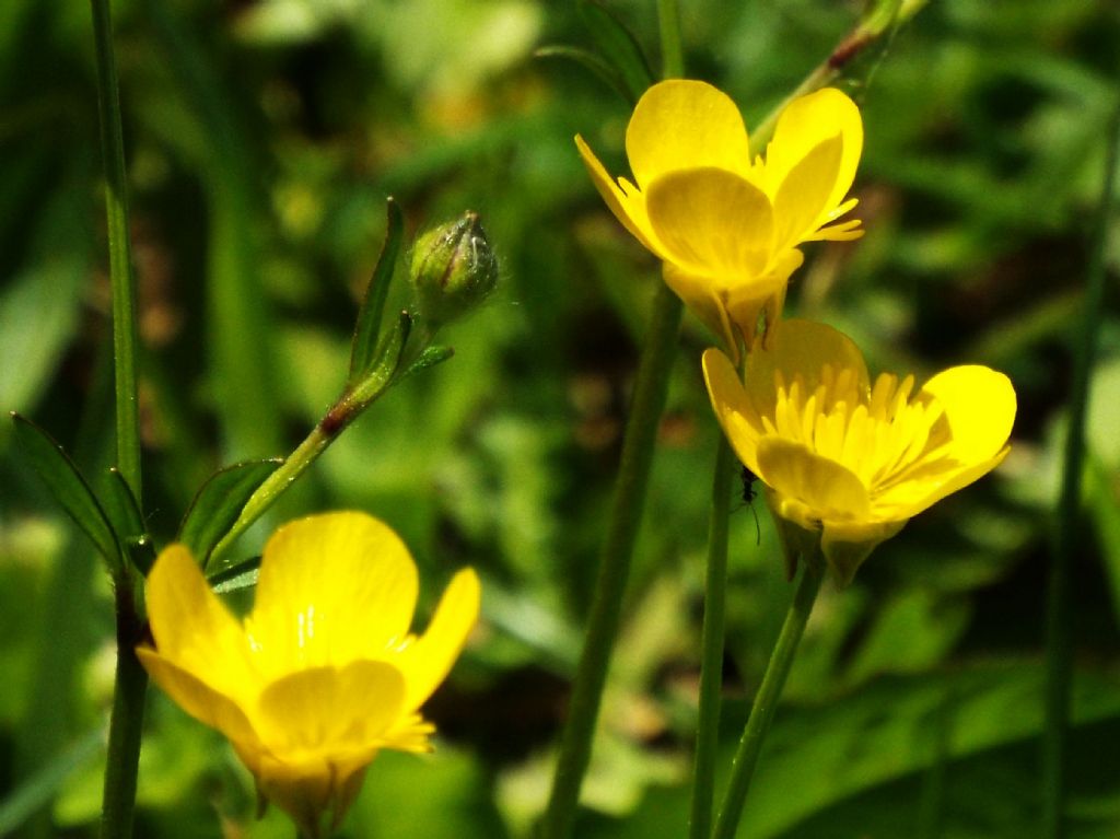 Ranunculus bulbosus (Ranunculaceae)