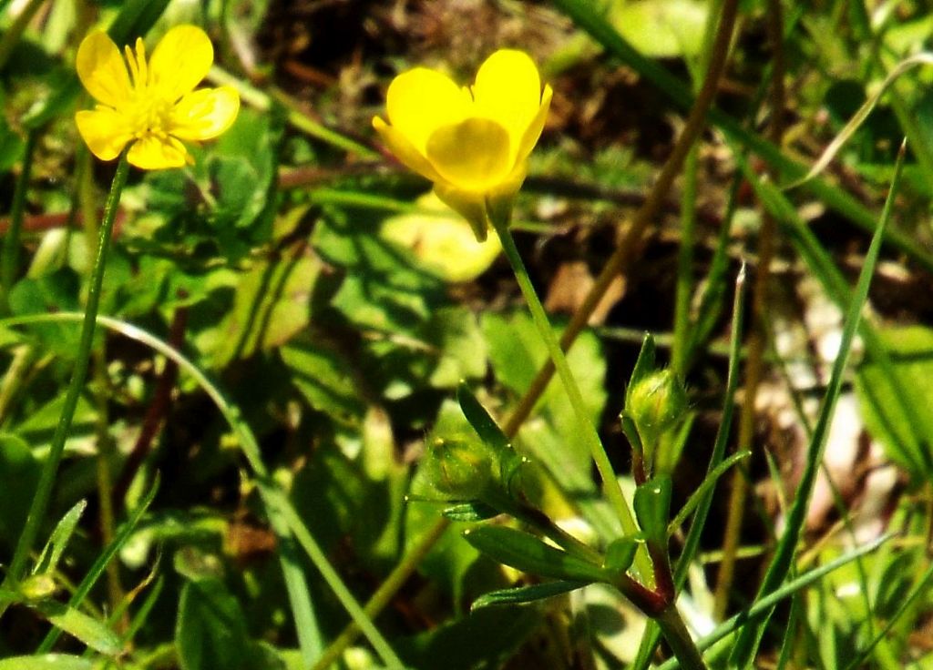 Ranunculus bulbosus (Ranunculaceae)