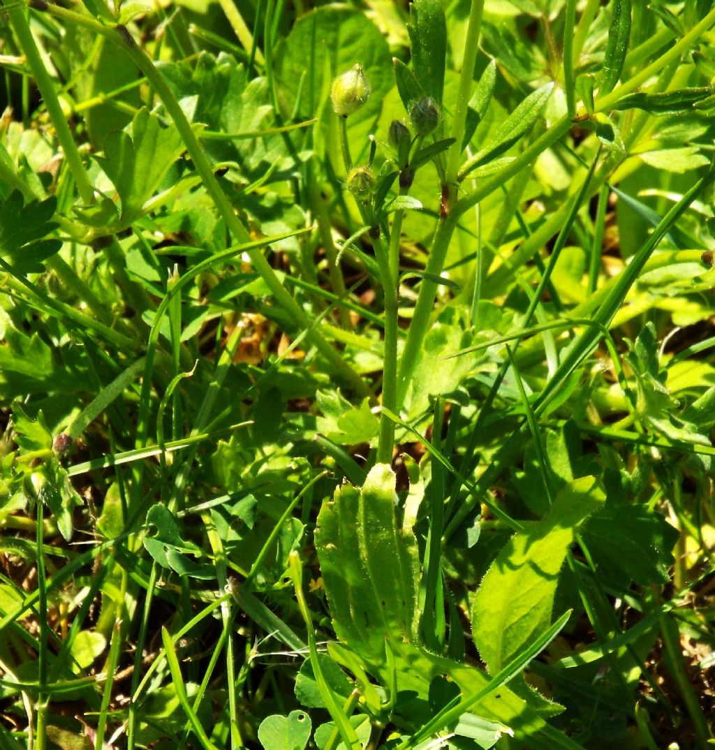 Ranunculus bulbosus (Ranunculaceae)