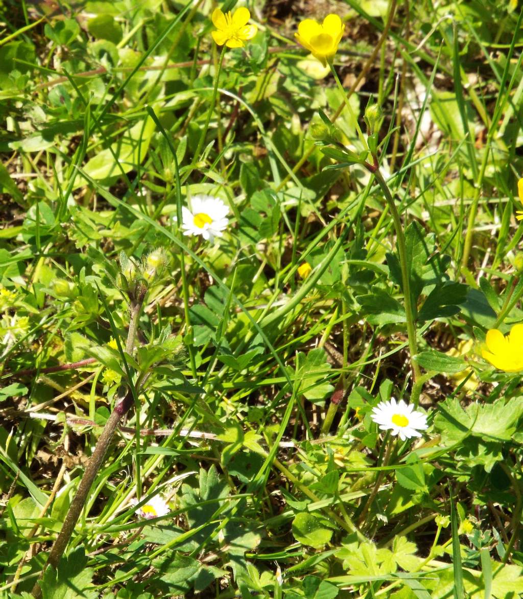 Ranunculus bulbosus (Ranunculaceae)