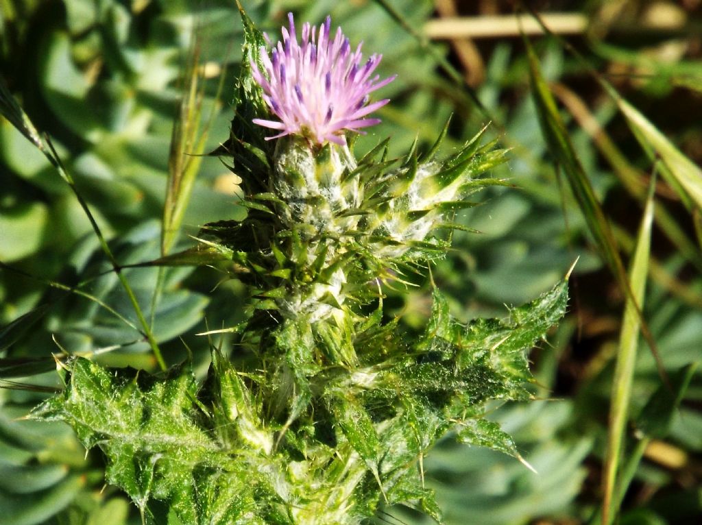 Carduus pycnocephalus (Asteraceae)