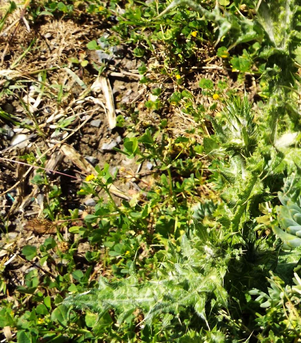 Carduus pycnocephalus (Asteraceae)