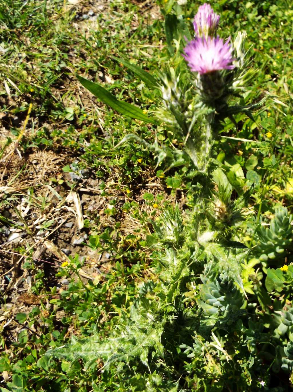 Carduus pycnocephalus (Asteraceae)