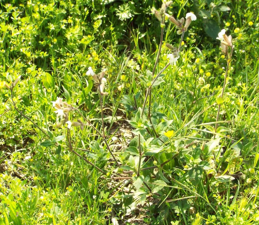 Silene alba, Caryophyllaceae
