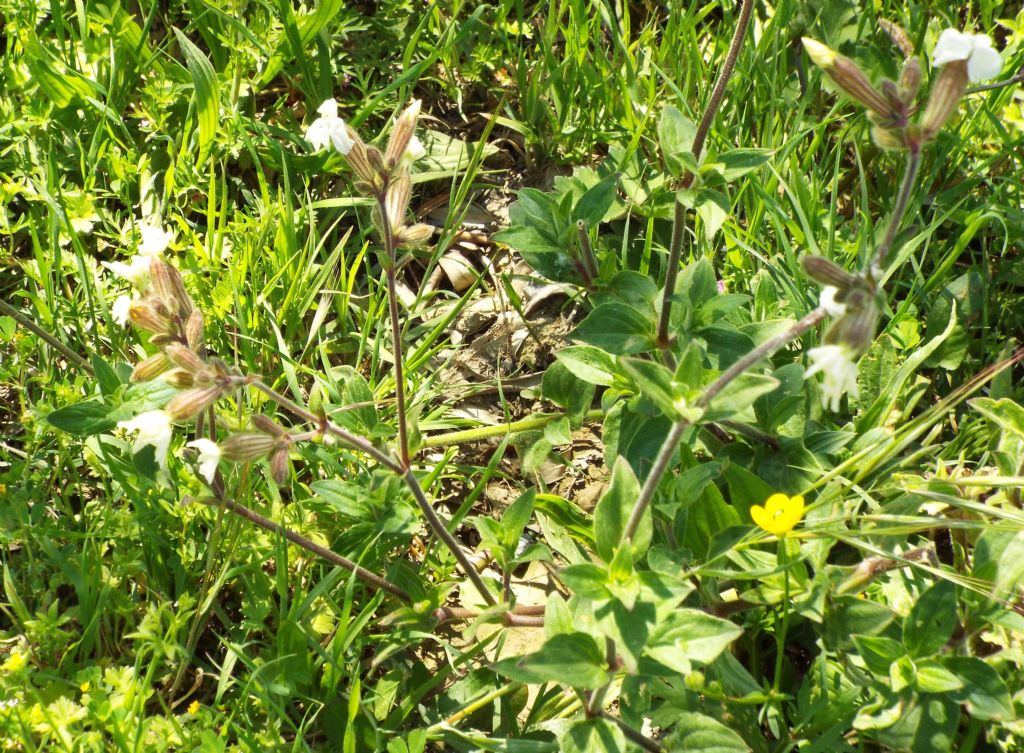 Silene alba, Caryophyllaceae