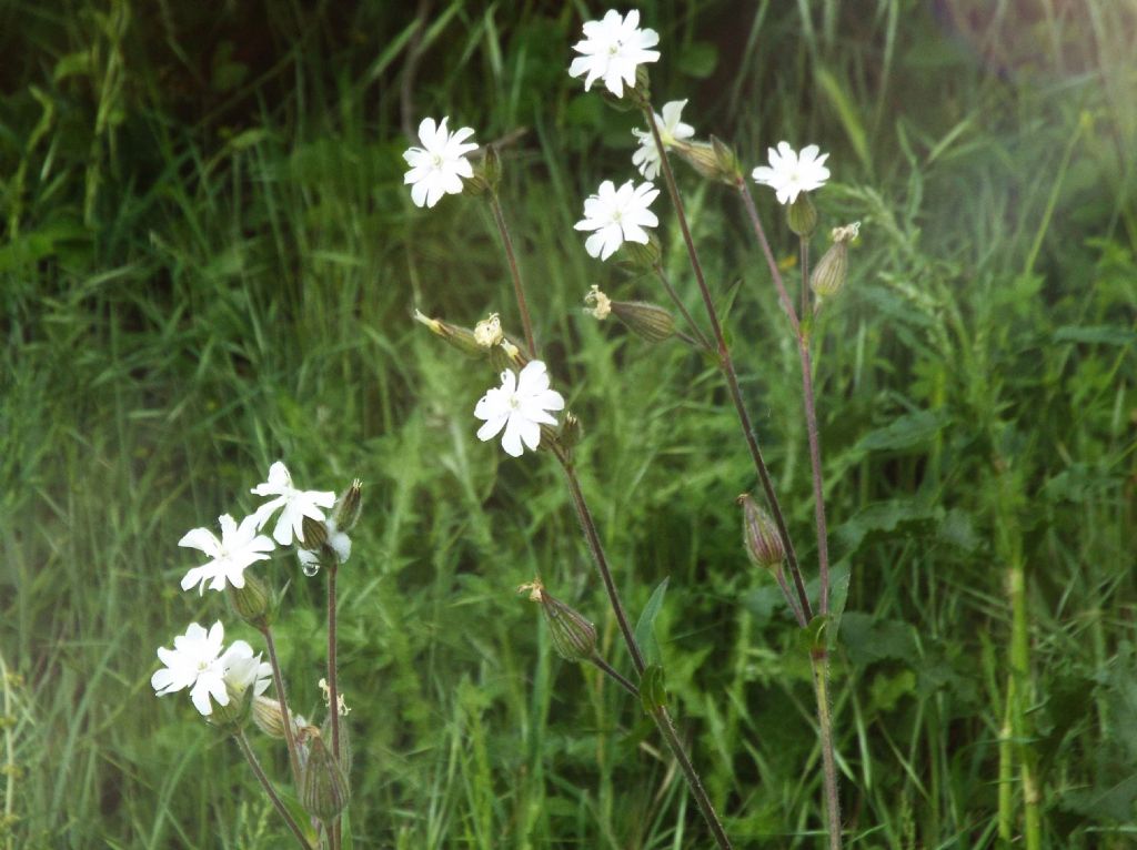 Silene alba, Caryophyllaceae