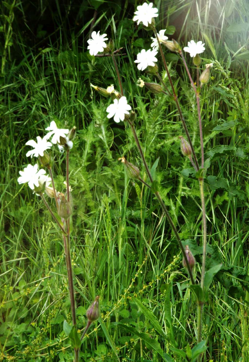 Silene alba, Caryophyllaceae