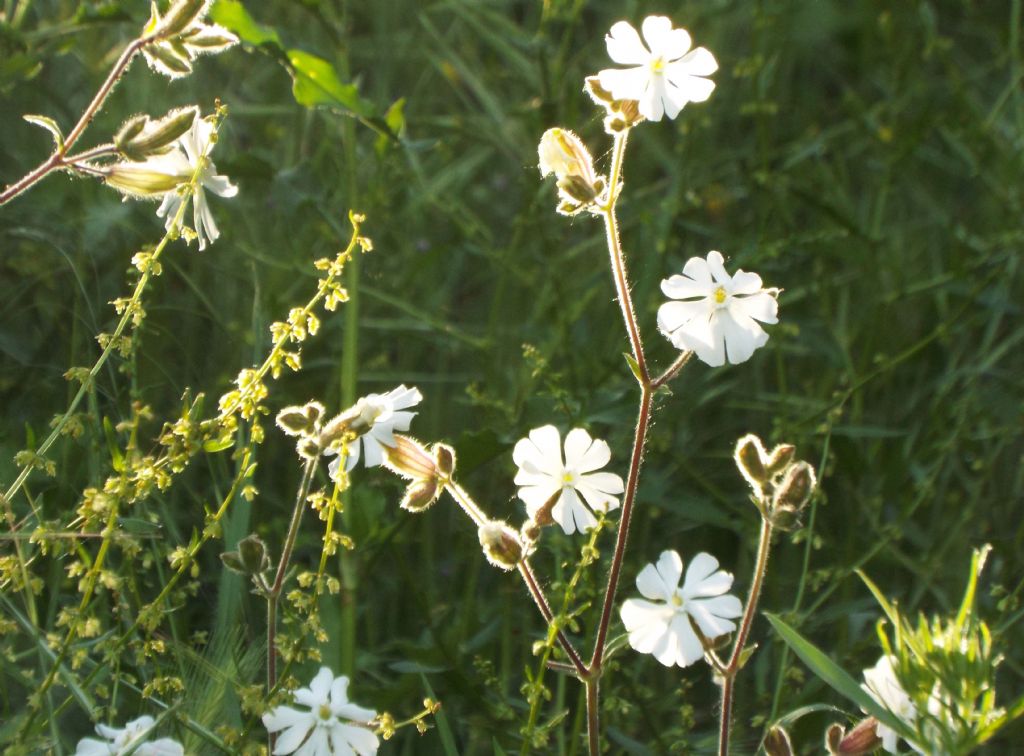 Silene alba, Caryophyllaceae