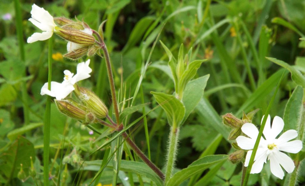Silene alba, Caryophyllaceae