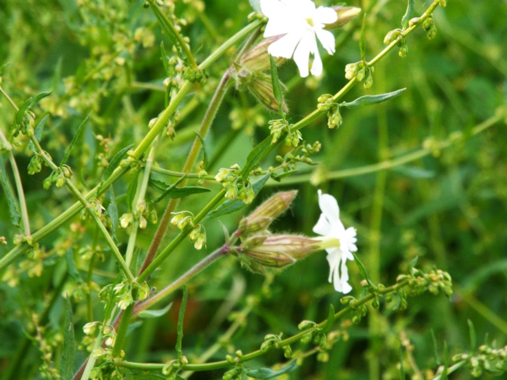 Silene alba, Caryophyllaceae