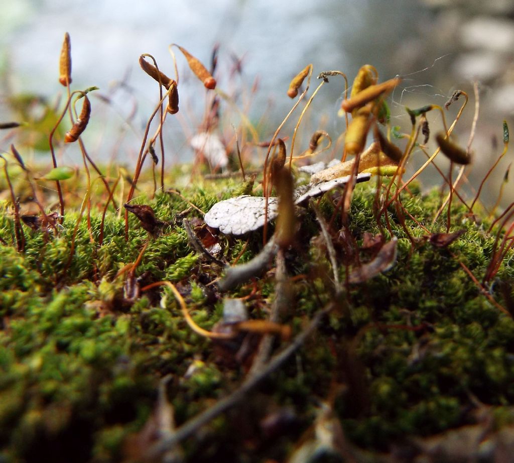 Muschi da identificare: Tortula sp. e Bryum sp.