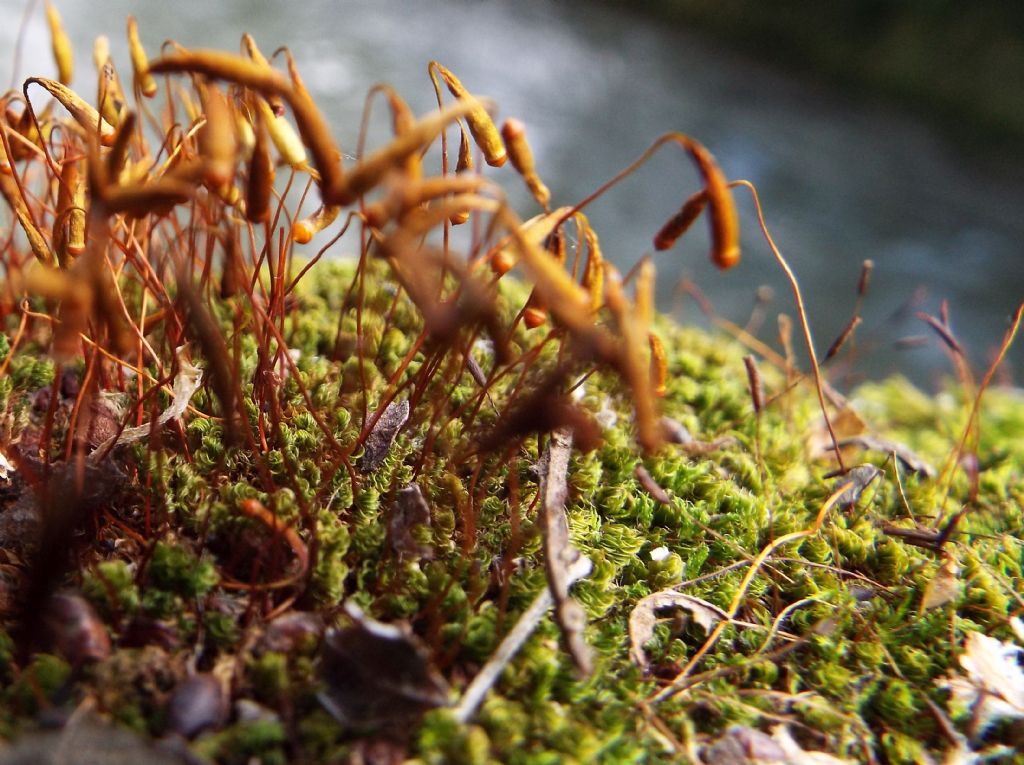 Muschi da identificare: Tortula sp. e Bryum sp.