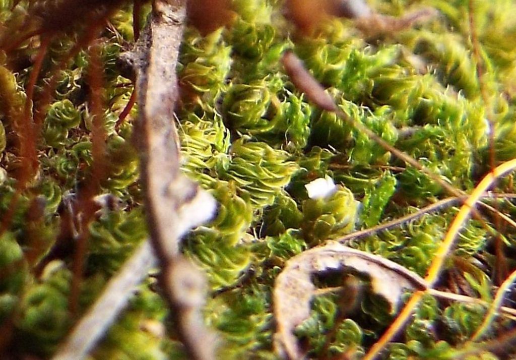 Muschi da identificare: Tortula sp. e Bryum sp.