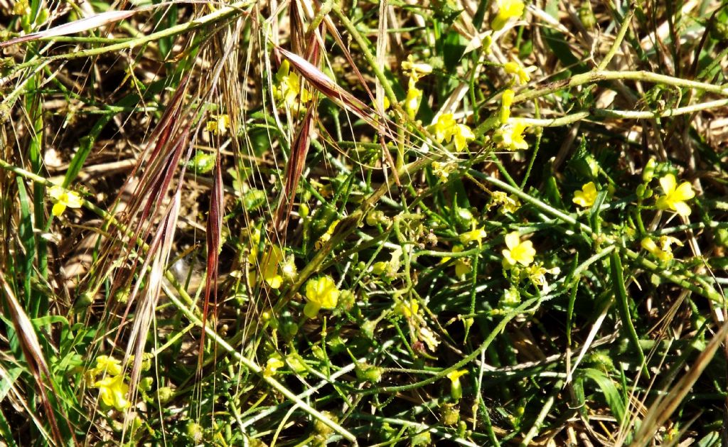 Bunias erucago (Brassicaceae)