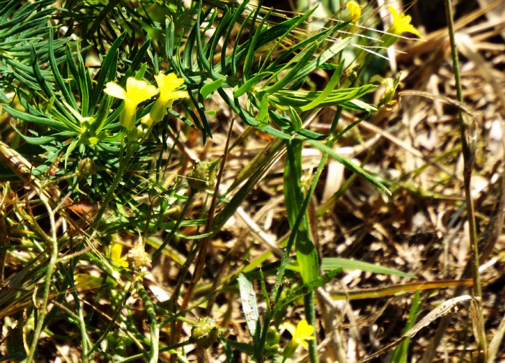 Bunias erucago (Brassicaceae)