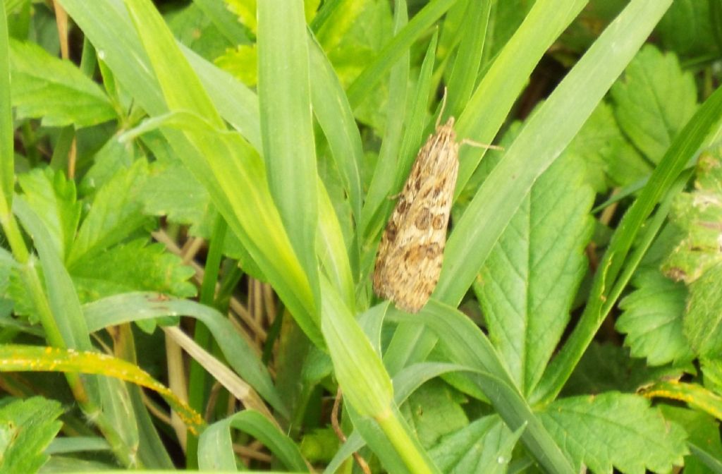 Da identificare - Nomophila noctuella, Crambidae