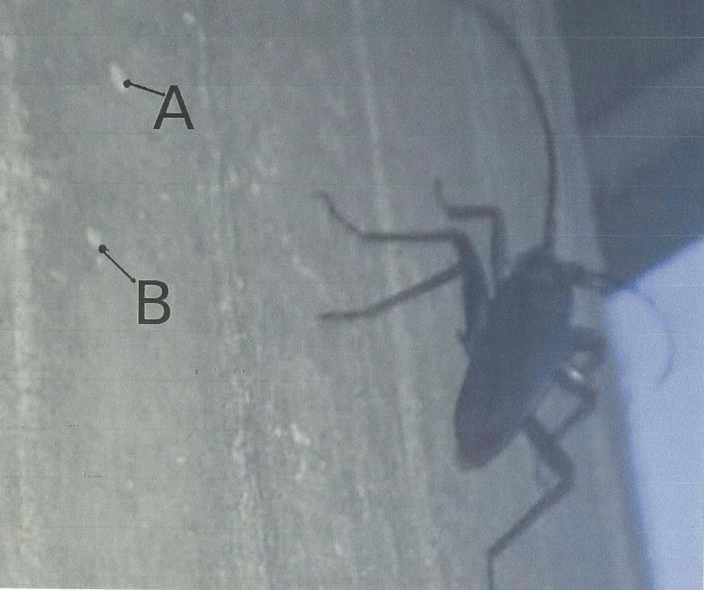 Cerambycidae:  Cerambyx sp., femmina