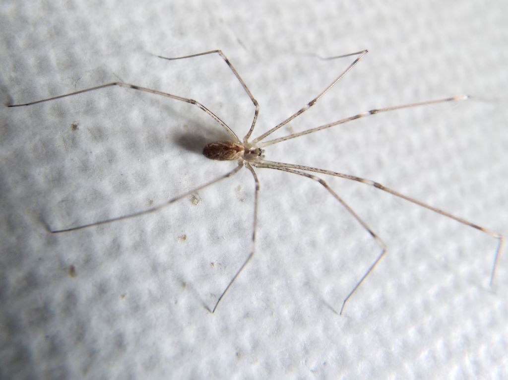 Pholcidae: Pholcus phalangioides?  No, Holocnemus pluchei  - Milano