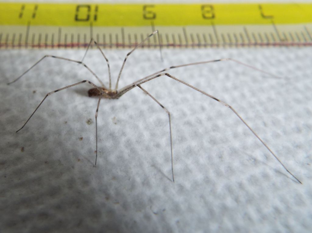 Pholcidae: Pholcus phalangioides?  No, Holocnemus pluchei  - Milano