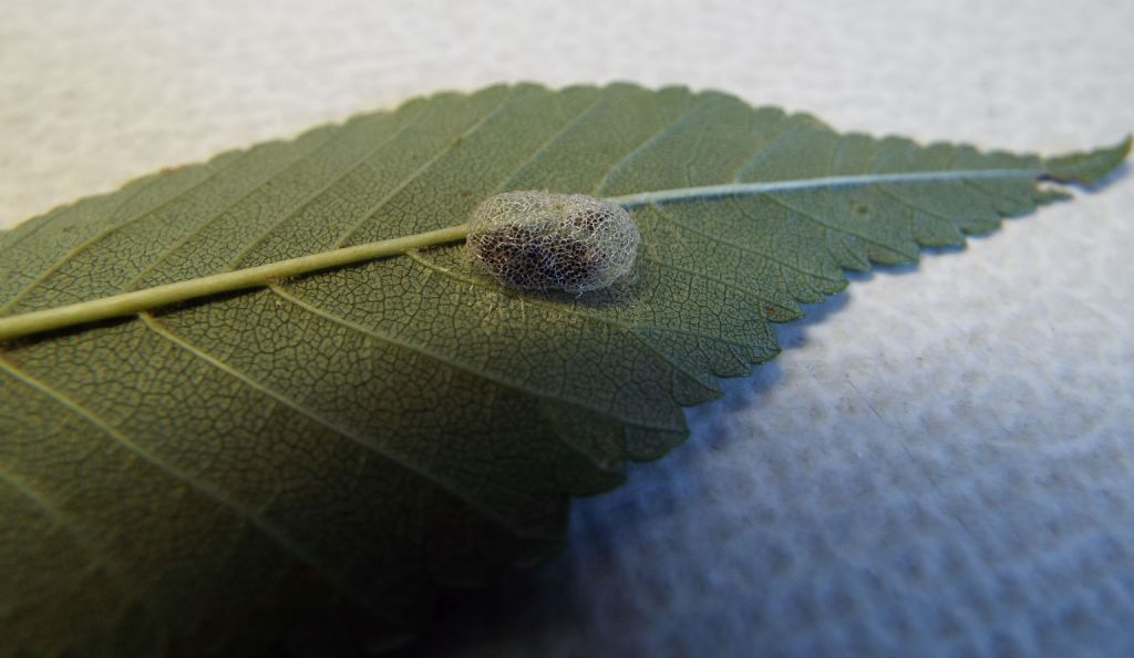 bozzolo di Aproceros leucopoda (Argidae) e ninfa di Orius sp.(Eterottero Anthocoridae)